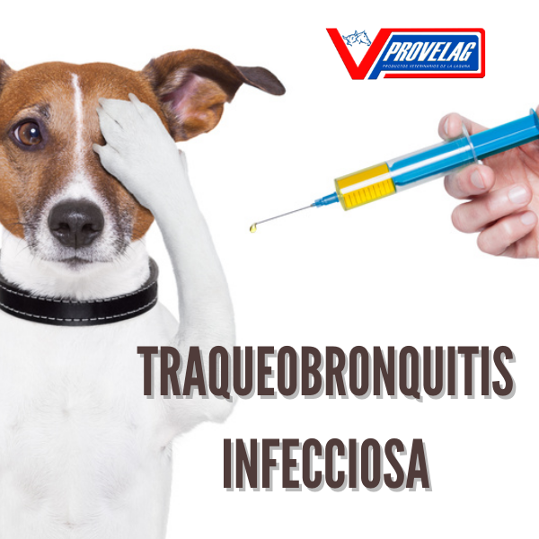 TRAQUEOBRONQUITIS INFECCIOSA CANINA EN CACHORROS